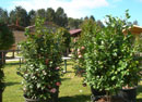 eventi