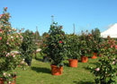 eventi
